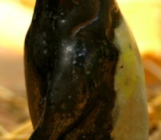 Pinguino pequeno 10 cm 10 euros